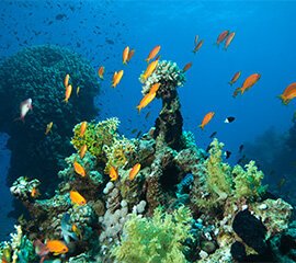Sharm El Sheikh Otelleri